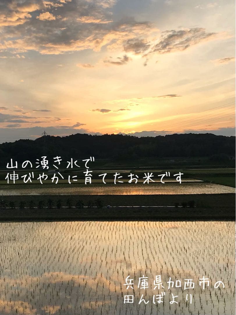 美味★新米 兵庫県産キヌムスメ 10kg 山の湧き水で育てたお米