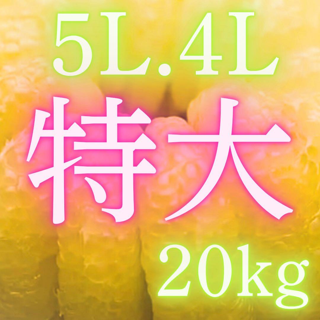 文旦　水晶文旦　みかん　好きに　　27